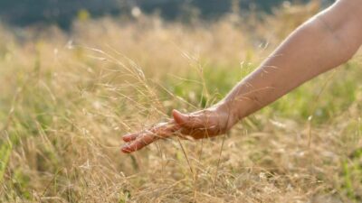 Géobiologie en agriculture, initiation